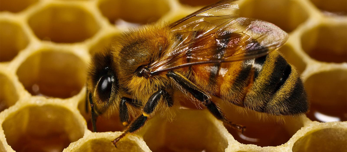 9 Interesting Facts About Honey